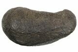 Large Fossil Whale Ear Bone - South Carolina #352637-1